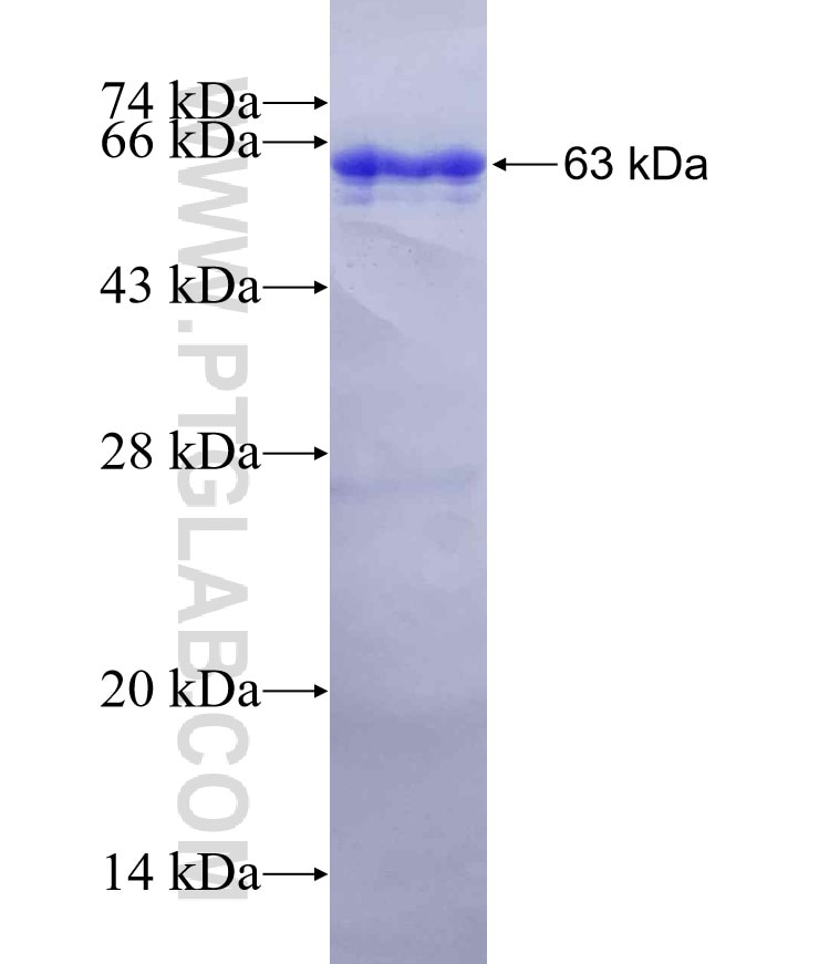 ARL13B fusion protein Ag12015 SDS-PAGE