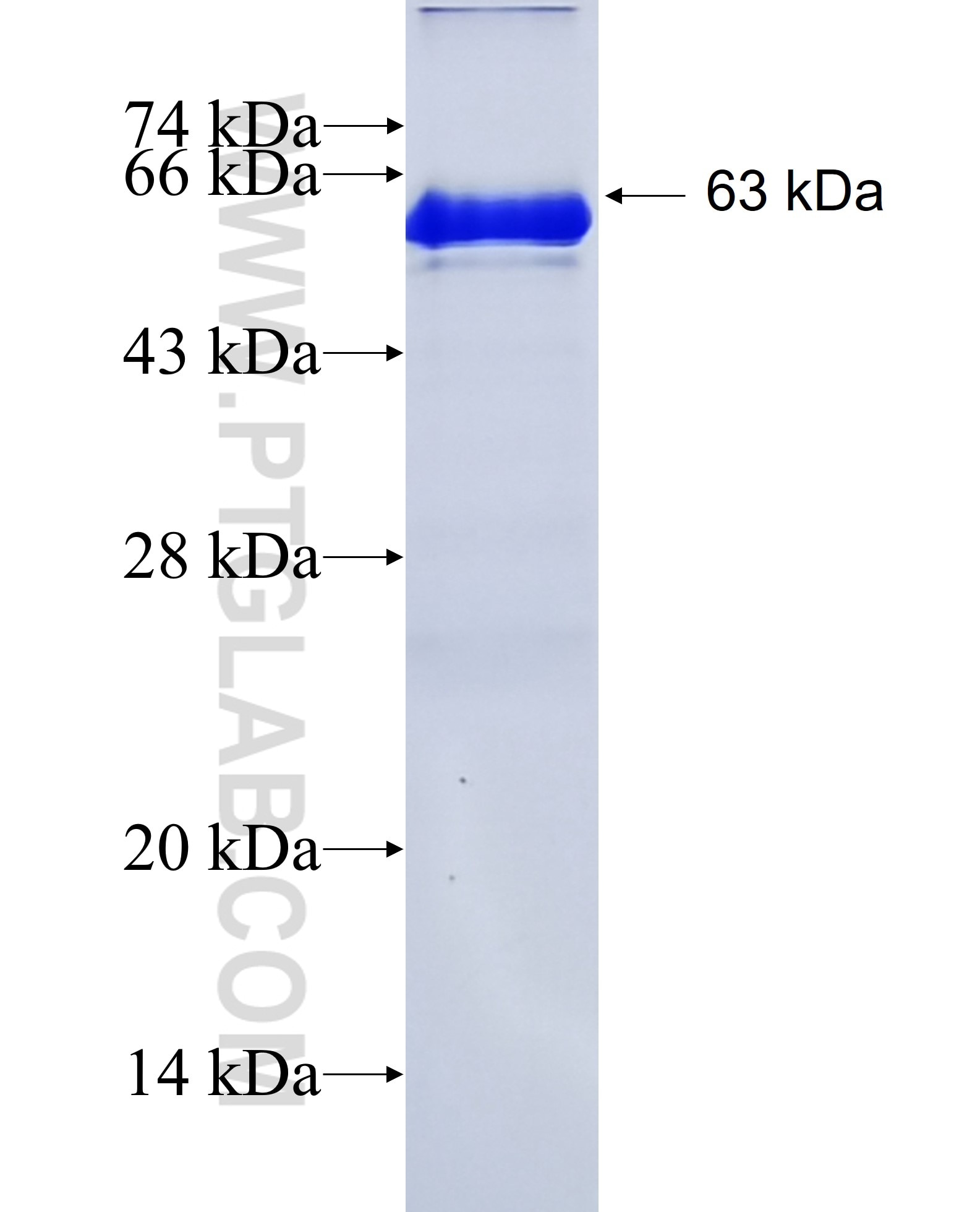 ARL13B fusion protein Ag12015 SDS-PAGE