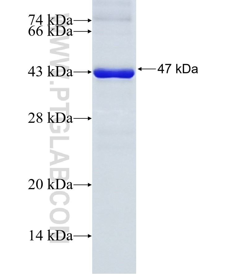 ARL13B fusion protein Ag12031 SDS-PAGE