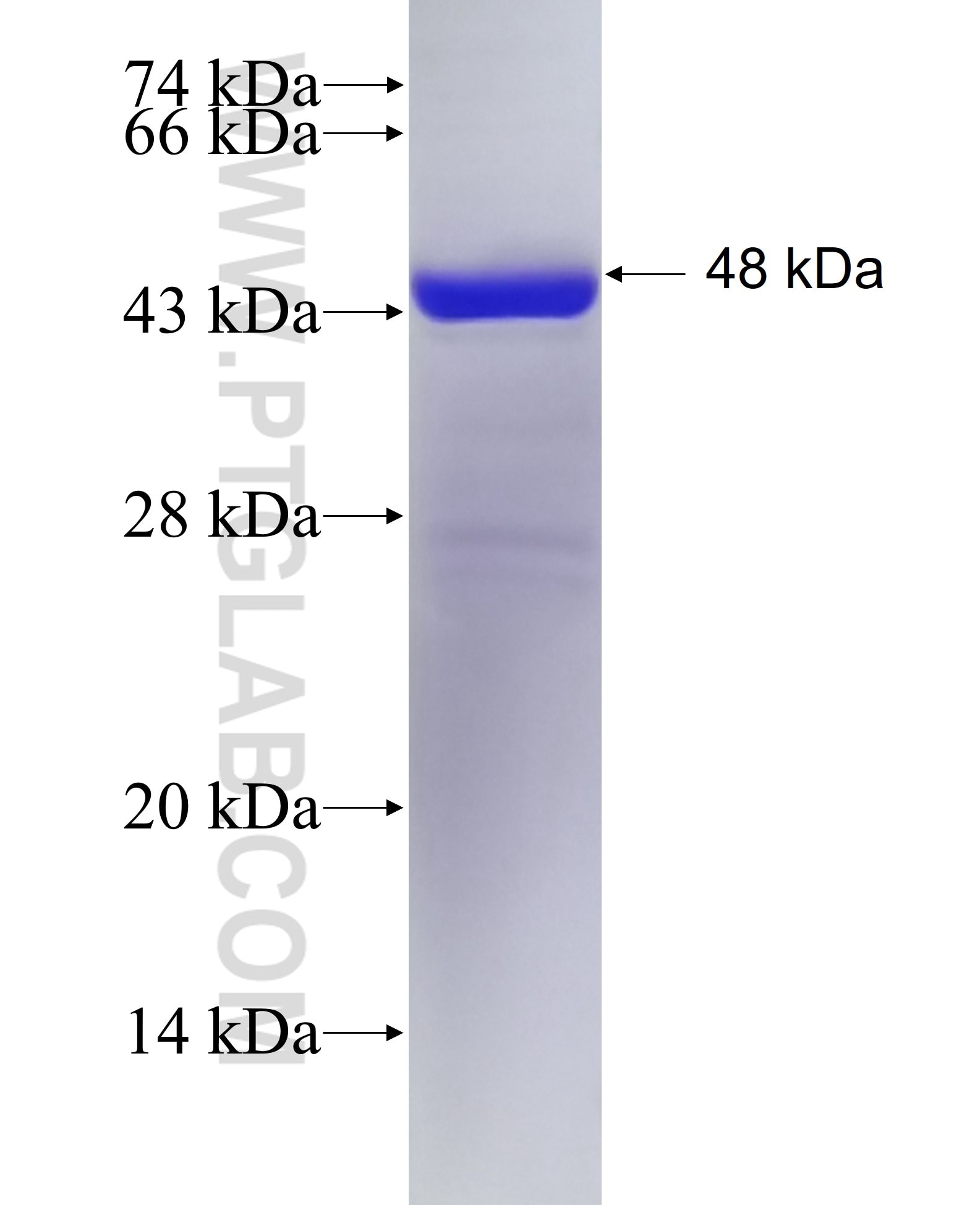 ARL14 fusion protein Ag3684 SDS-PAGE