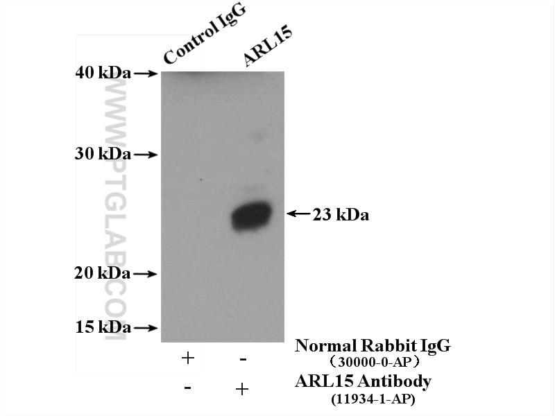 Immunoprecipitation (IP) experiment of mouse thymus tissue using ARL15 Polyclonal antibody (11934-1-AP)