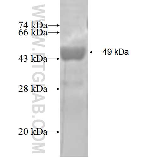 ARL15 fusion protein Ag2530 SDS-PAGE