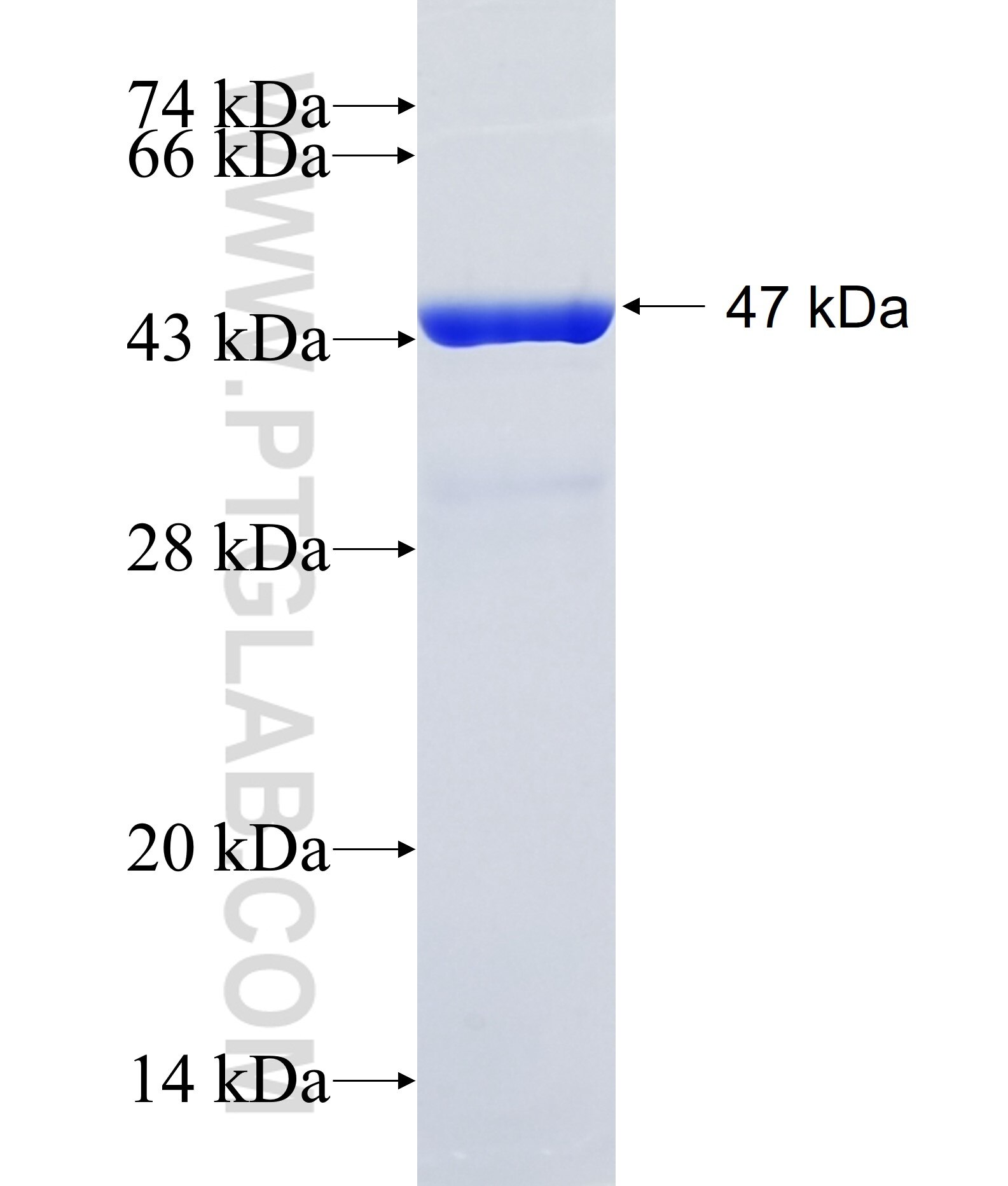 ARL16 fusion protein Ag22542 SDS-PAGE