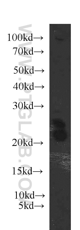 Western Blot (WB) analysis of HeLa cells using ARL2 Polyclonal antibody (10232-1-AP)