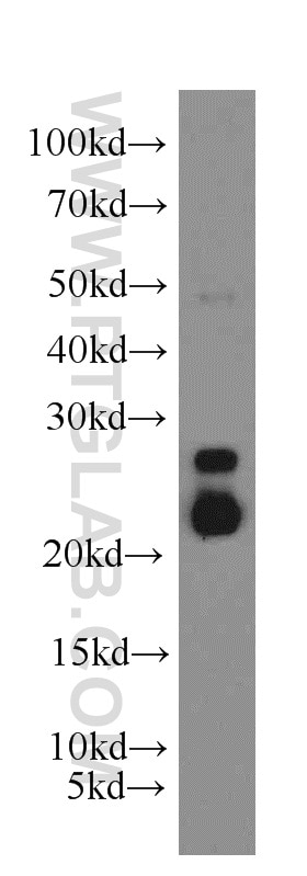 Western Blot (WB) analysis of mouse liver tissue using ARL2 Polyclonal antibody (10232-1-AP)