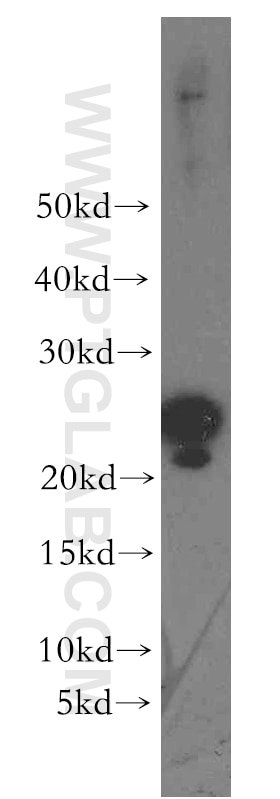 Western Blot (WB) analysis of mouse lung tissue using ARL2 Polyclonal antibody (10232-1-AP)