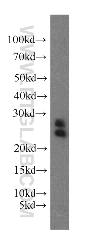 Western Blot (WB) analysis of mouse spleen tissue using ARL2 Polyclonal antibody (10232-1-AP)