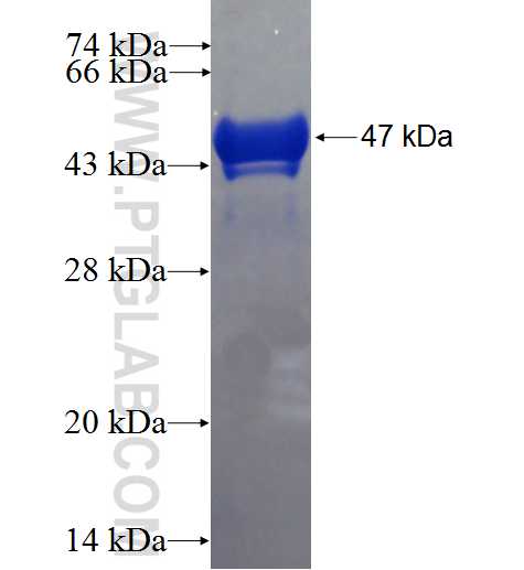 ARL2 fusion protein Ag0334 SDS-PAGE