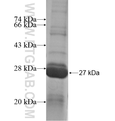 ARL2 fusion protein Ag14443 SDS-PAGE