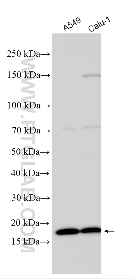 Western Blot (WB) analysis of various lysates using ARL2BP Polyclonal antibody (10090-2-AP)