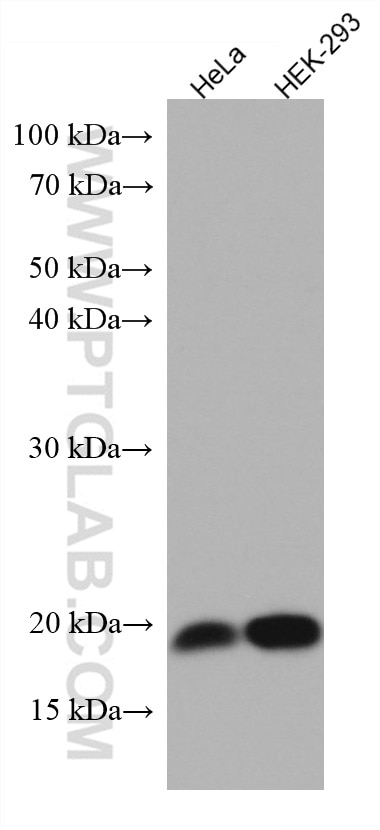 Western Blot (WB) analysis of various lysates using ARL2BP Monoclonal antibody (67316-1-Ig)