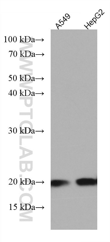 Western Blot (WB) analysis of various lysates using ARL2BP Monoclonal antibody (67316-1-Ig)