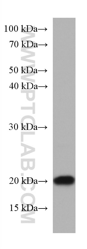 Western Blot (WB) analysis of Jurkat cells using ARL2BP Monoclonal antibody (67316-1-Ig)