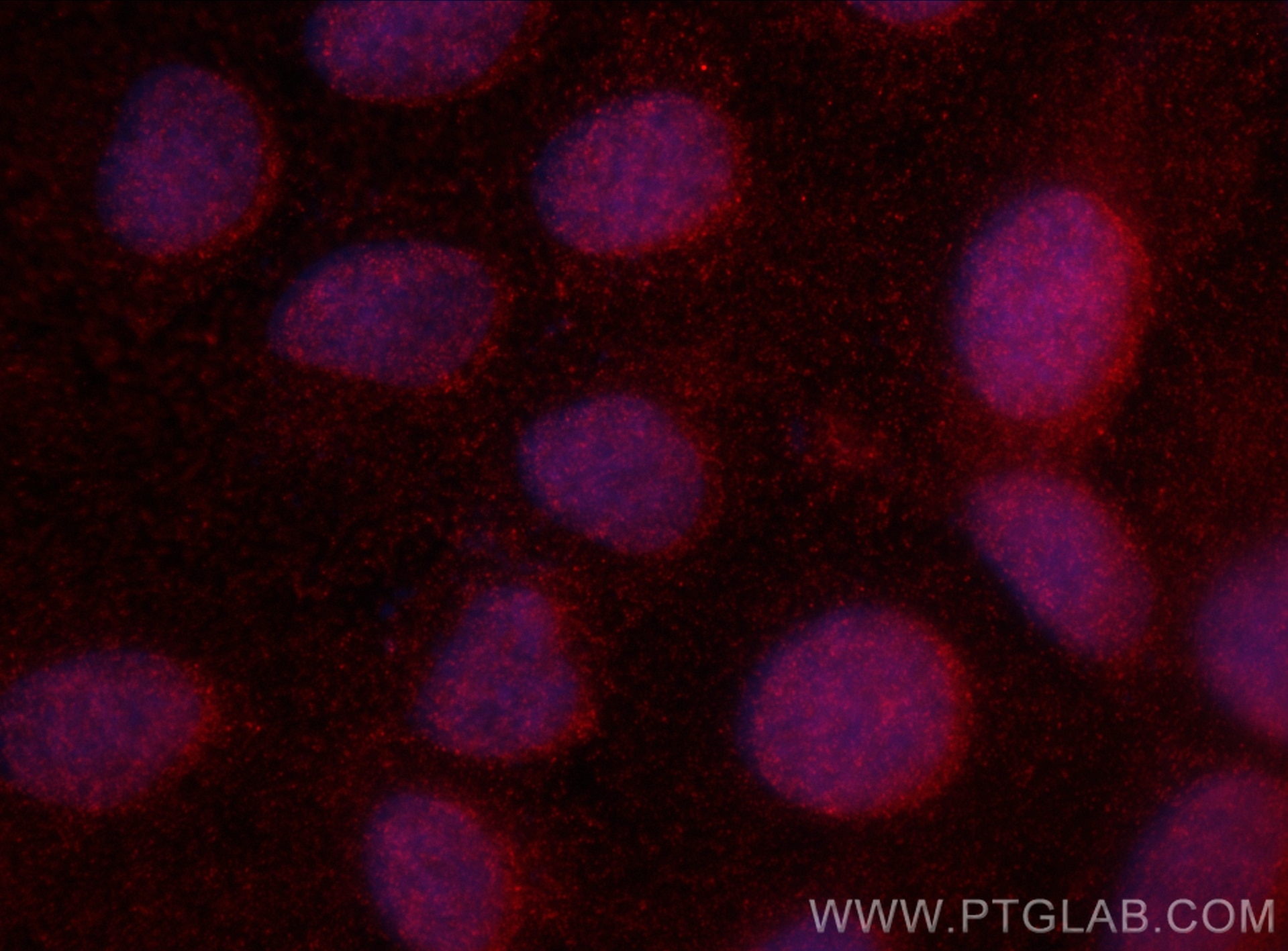 Immunofluorescence (IF) / fluorescent staining of U2OS cells using CoraLite®594-conjugated ARL2BP Monoclonal antibody (CL594-67316)