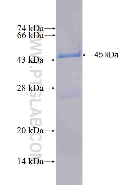 ARL2BP fusion protein Ag0138 SDS-PAGE