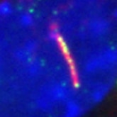 Immunofluorescence (IF) / fluorescent staining of IMCD3 cells using ARL3 Polyclonal antibody (10961-1-AP)