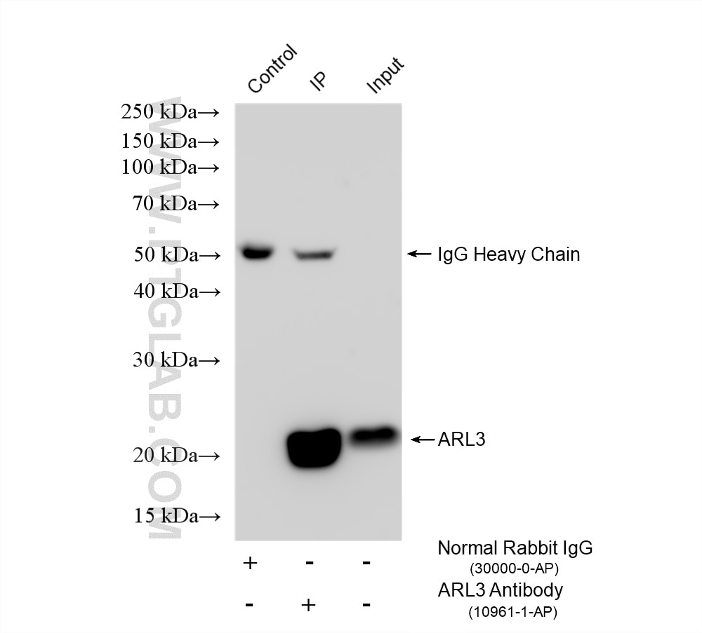 Immunoprecipitation (IP) experiment of mouse brain tissue using ARL3 Polyclonal antibody (10961-1-AP)
