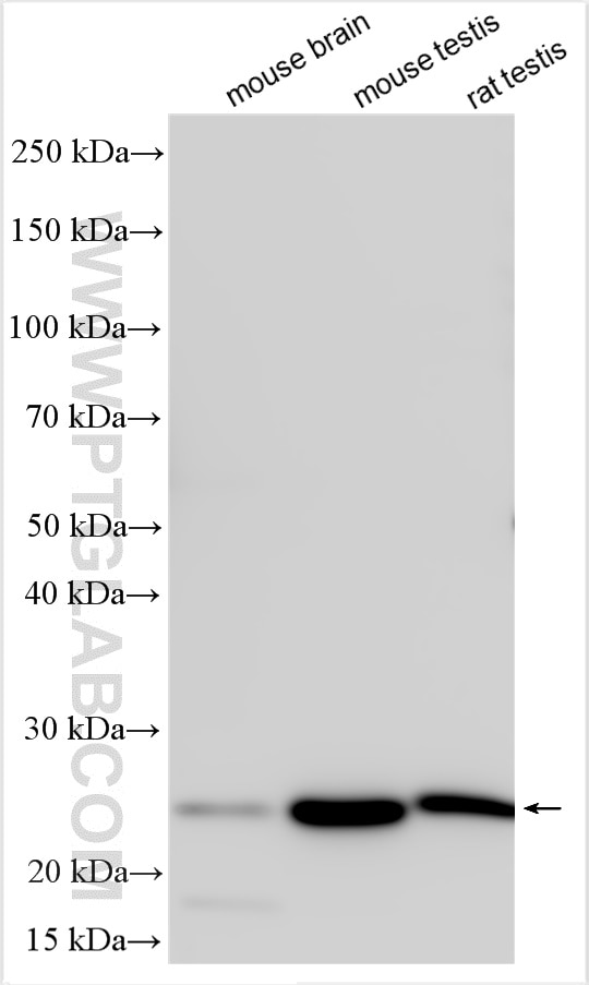 Western Blot (WB) analysis of various lysates using ARL3 Polyclonal antibody (10961-1-AP)