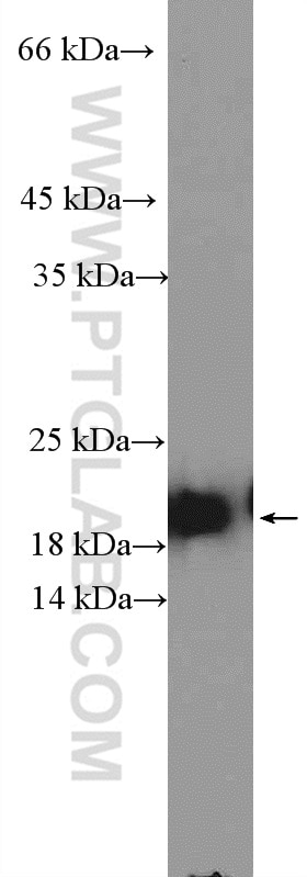 Western Blot (WB) analysis of mouse testis tissue using ARL3 Polyclonal antibody (10961-1-AP)
