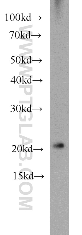 Western Blot (WB) analysis of PC-3 cells using ARL3 Polyclonal antibody (10961-1-AP)