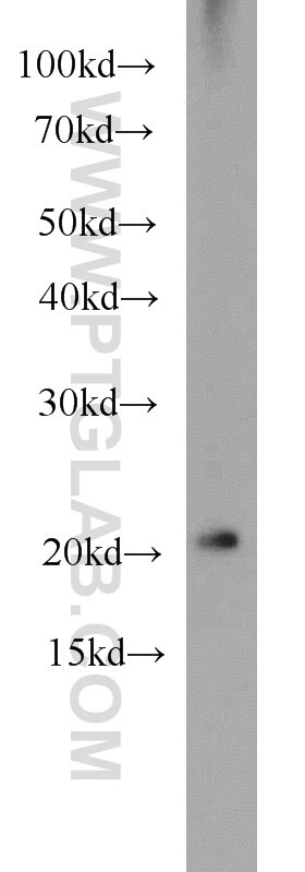 Western Blot (WB) analysis of PC-3 cells using ARL3 Polyclonal antibody (10961-1-AP)