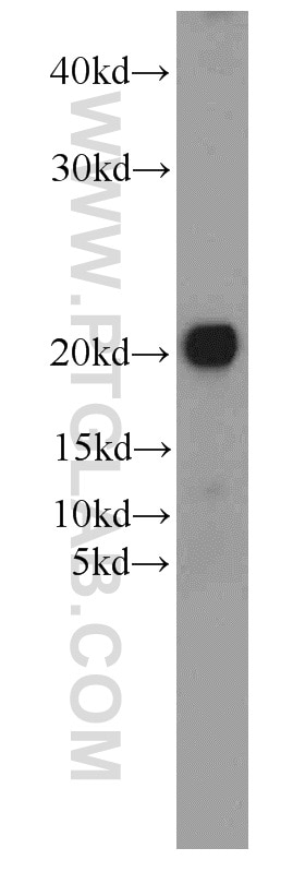 Western Blot (WB) analysis of mouse testis tissue using ARL3 Polyclonal antibody (10961-1-AP)