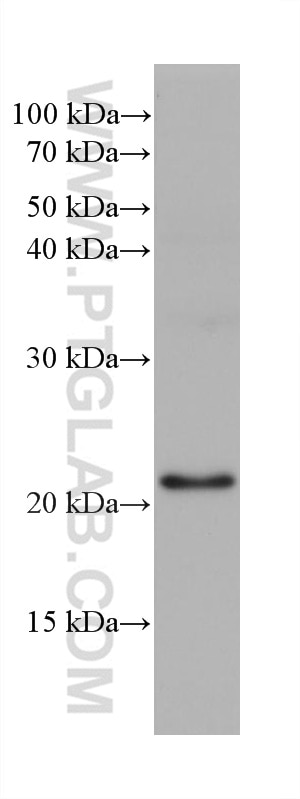 Western Blot (WB) analysis of HeLa cells using ARL3 Monoclonal antibody (68421-1-Ig)
