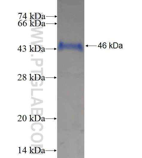 ARL3 fusion protein Ag1406 SDS-PAGE