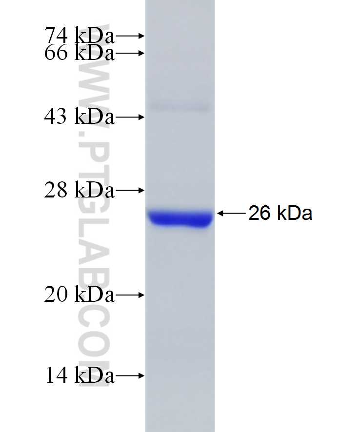 ARL3 fusion protein Ag21387 SDS-PAGE