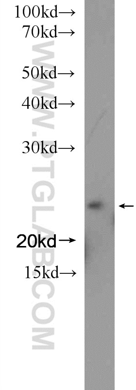 Western Blot (WB) analysis of rat liver tissue using ARL4 Polyclonal antibody (10312-1-AP)