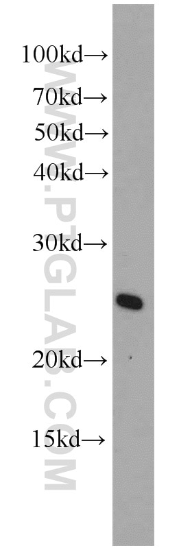 Western Blot (WB) analysis of mouse liver tissue using ARL4 Polyclonal antibody (10312-1-AP)