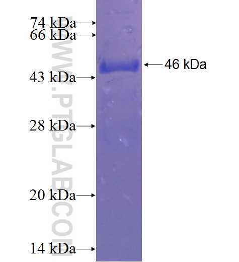 ARL4A fusion protein Ag0342 SDS-PAGE