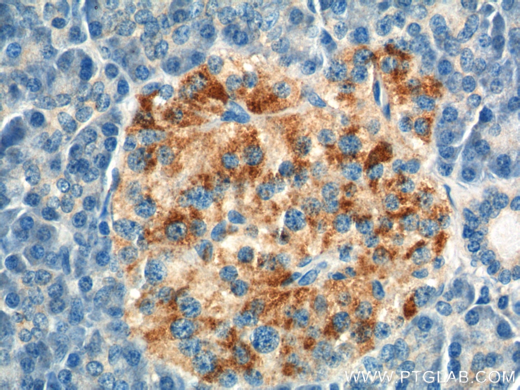 Immunohistochemistry (IHC) staining of human pancreas tissue using ARL4C Polyclonal antibody (10202-1-AP)