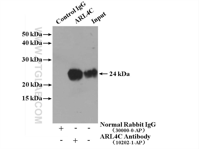 Immunoprecipitation (IP) experiment of HUVEC cells using ARL4C Polyclonal antibody (10202-1-AP)