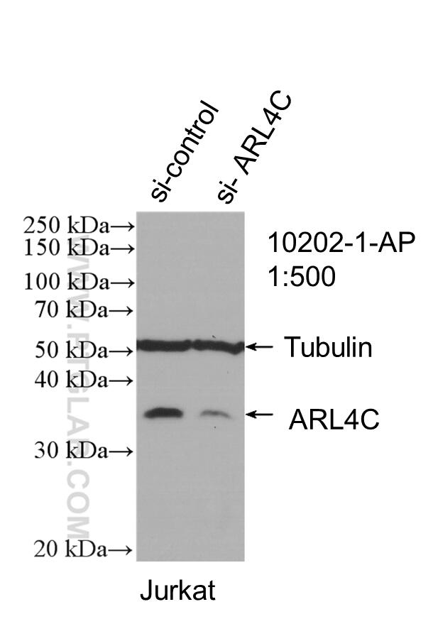 Western Blot (WB) analysis of Jurkat cells using ARL4C Polyclonal antibody (10202-1-AP)