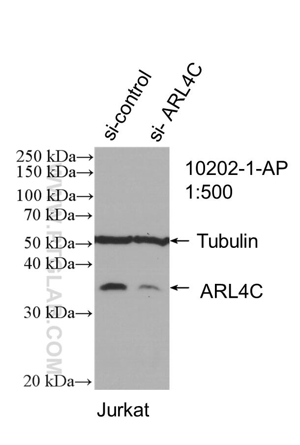 WB analysis of Jurkat using 10202-1-AP