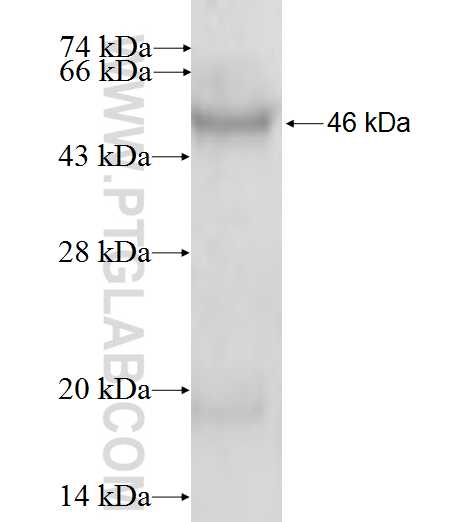 ARL4C fusion protein Ag0246 SDS-PAGE