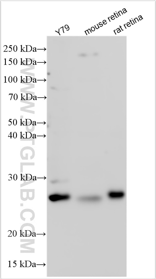 Western Blot (WB) analysis of various lysates using ARL4D Polyclonal antibody (15267-1-AP)