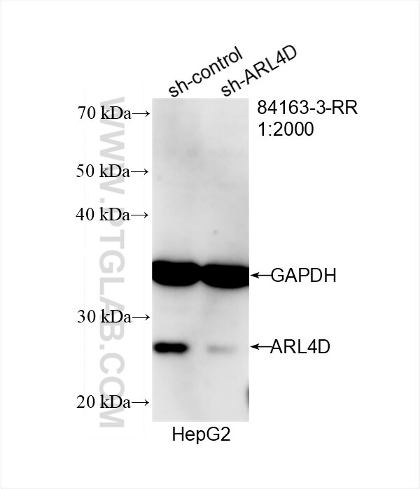 Western Blot (WB) analysis of HepG2 cells using ARL4D Recombinant antibody (84163-3-RR)