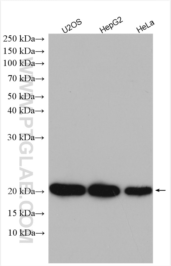 Western Blot (WB) analysis of U2OS cells using ARL5B Polyclonal antibody (11694-1-AP)