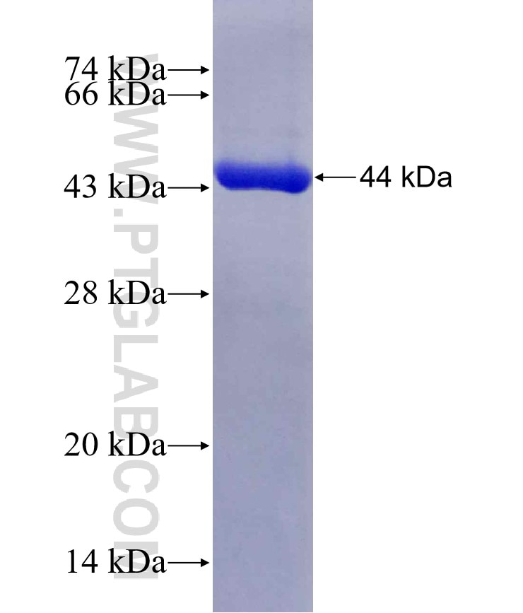 ARL5B fusion protein Ag2309 SDS-PAGE