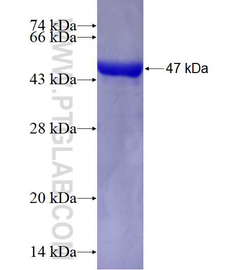BBS3 fusion protein Ag3363 SDS-PAGE