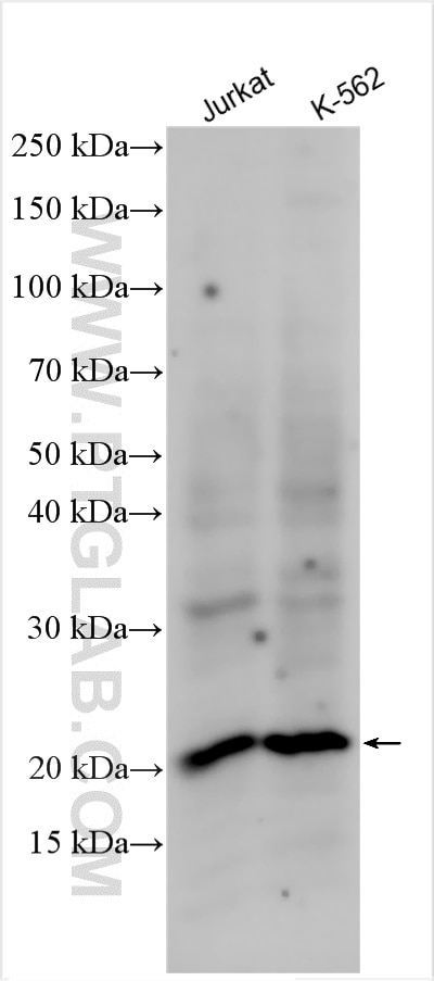 Western Blot (WB) analysis of various lysates using ARMER Polyclonal antibody (12988-1-AP)