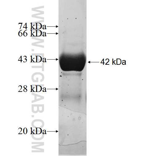 ARL6IP1 fusion protein Ag3639 SDS-PAGE