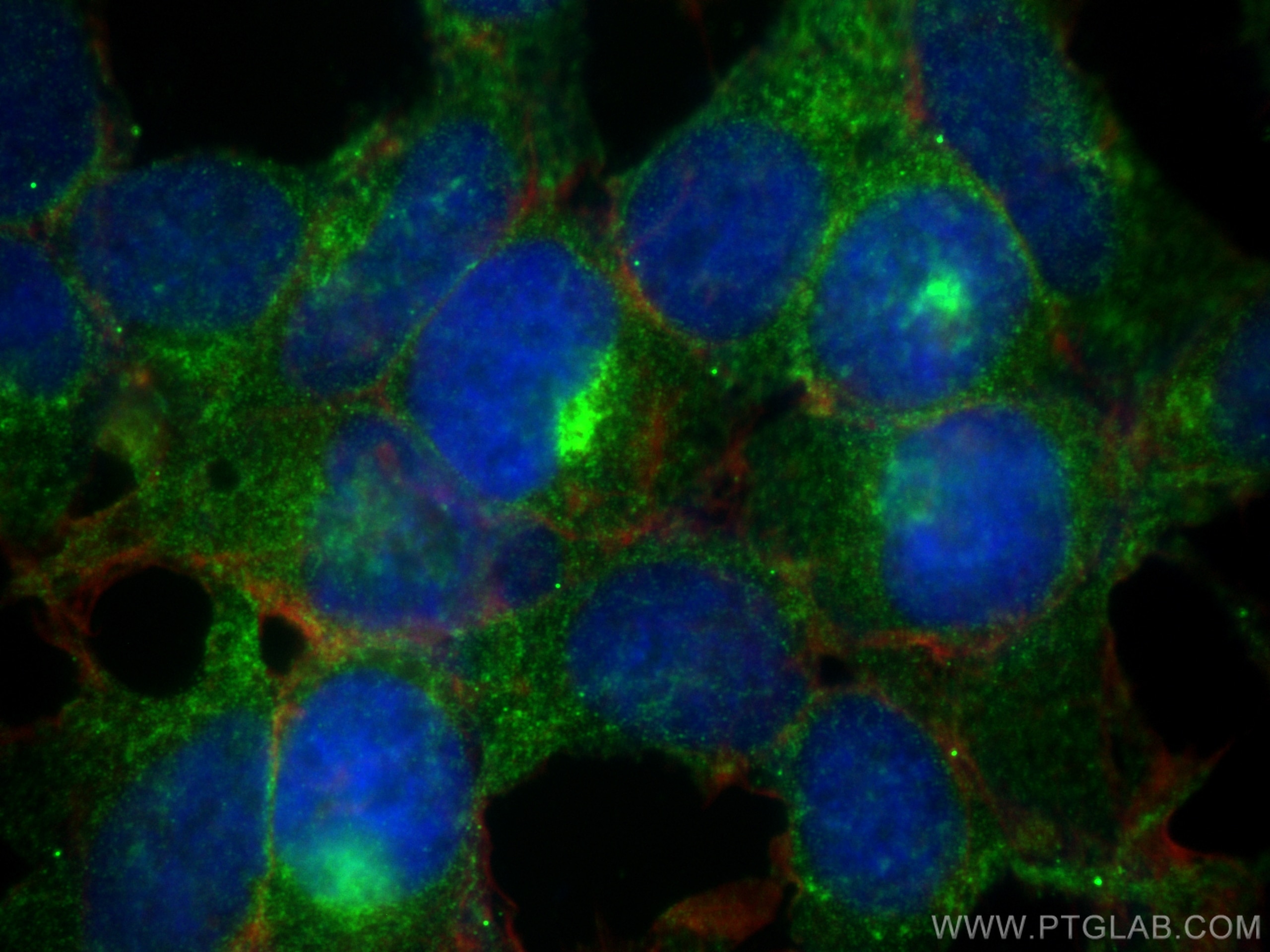 Immunofluorescence (IF) / fluorescent staining of HEK-293 cells using ARL8A/ARL8B Monoclonal antibody (68186-1-Ig)