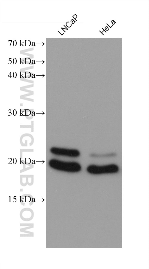 Western Blot (WB) analysis of various lysates using ARL8A/ARL8B Monoclonal antibody (68186-1-Ig)