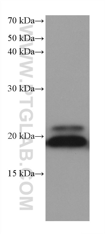 Western Blot (WB) analysis of human placenta tissue using ARL8A/ARL8B Monoclonal antibody (68186-1-Ig)