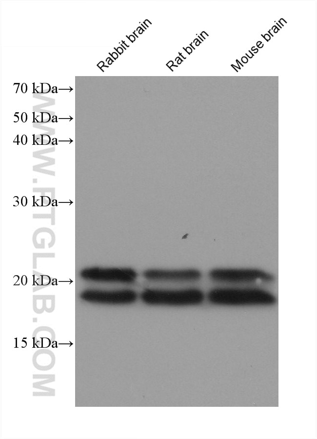 Western Blot (WB) analysis of various lysates using ARL8A/ARL8B Monoclonal antibody (68186-1-Ig)