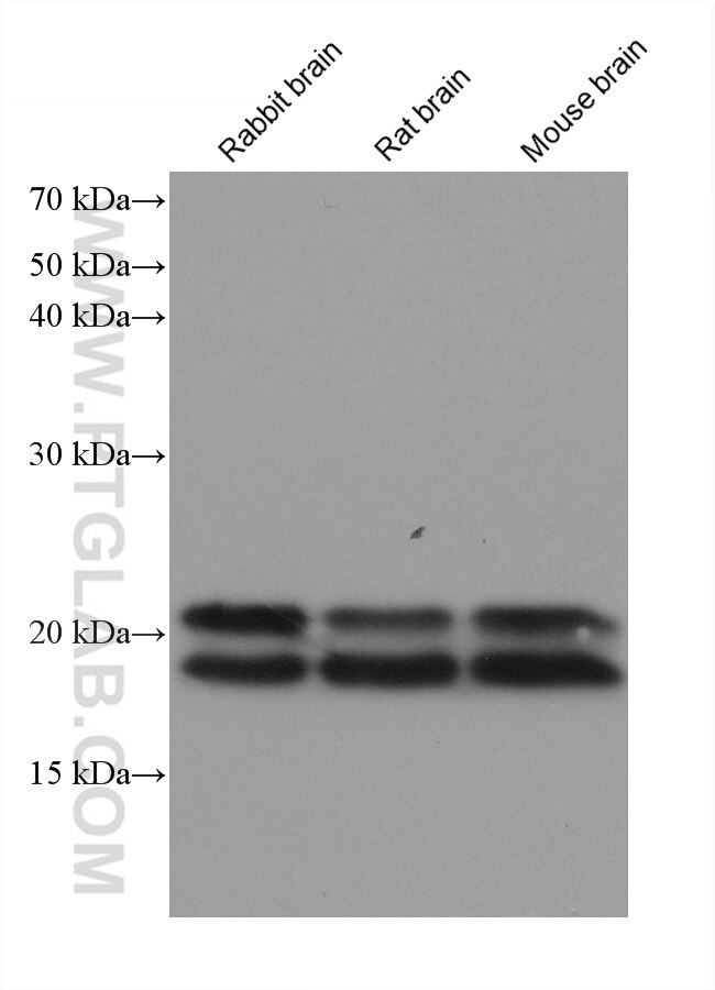 WB analysis using 68186-1-Ig