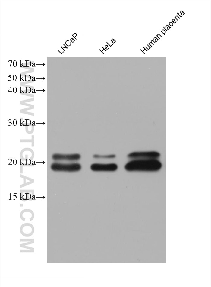 Western Blot (WB) analysis of various lysates using ARL8A/ARL8B Monoclonal antibody (68186-1-Ig)